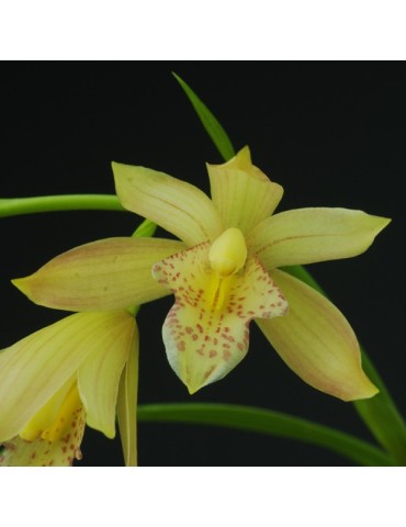 Cymbidium Golden Summer