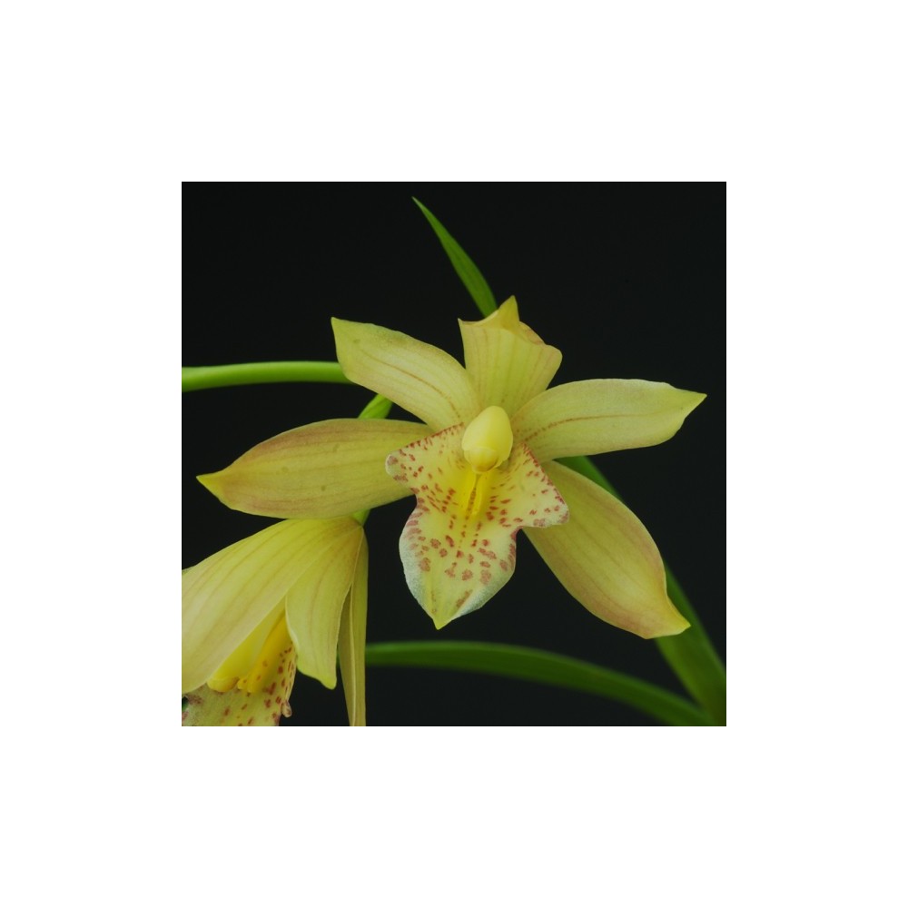Cymbidium Golden Summer