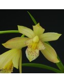 Cymbidium Golden Summer