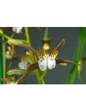 Cymbidium erythraeum