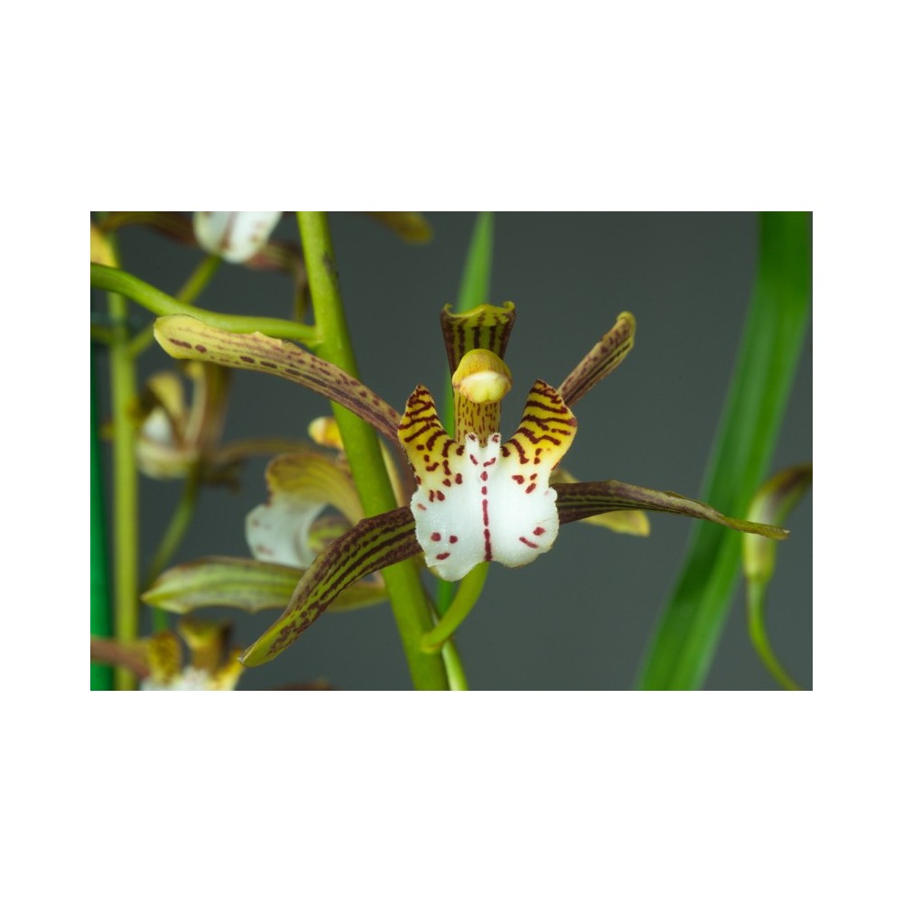 Cymbidium erythraeum