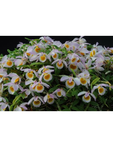 Dendrobium loddigesii 2