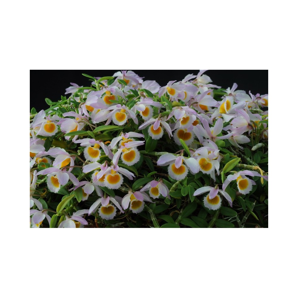 Dendrobium loddigesii