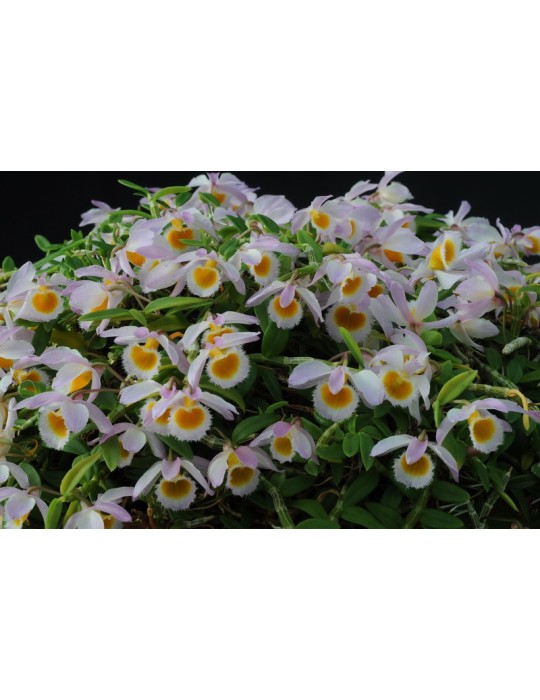 Dendrobium loddigesii