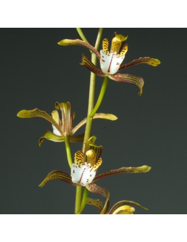 Cymbidium erythraeum