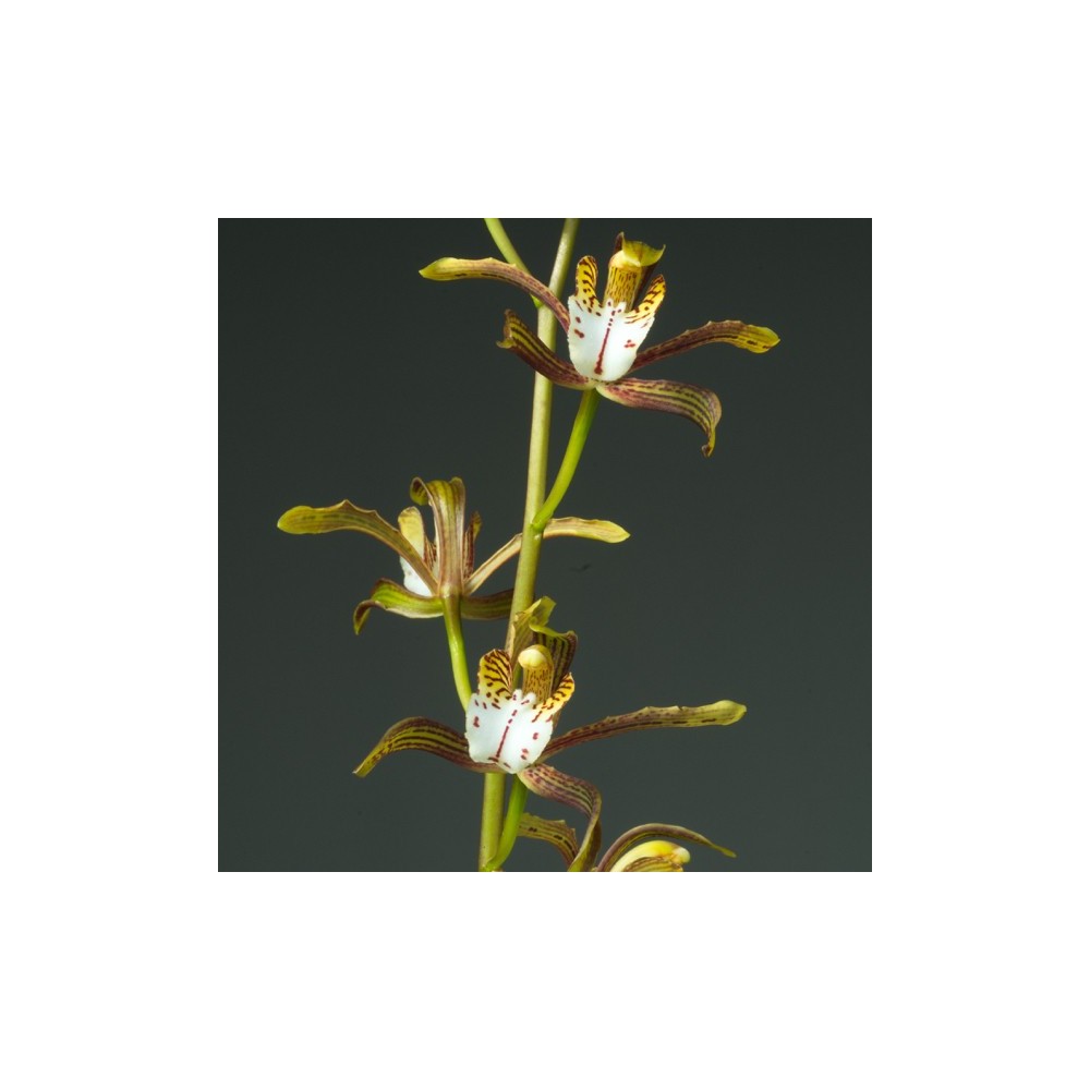 Cymbidium erythraeum