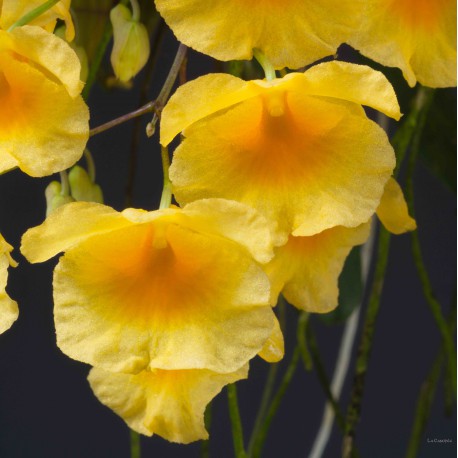 Dendrobium lindleyi