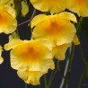 Dendrobium lindleyi sur plaque