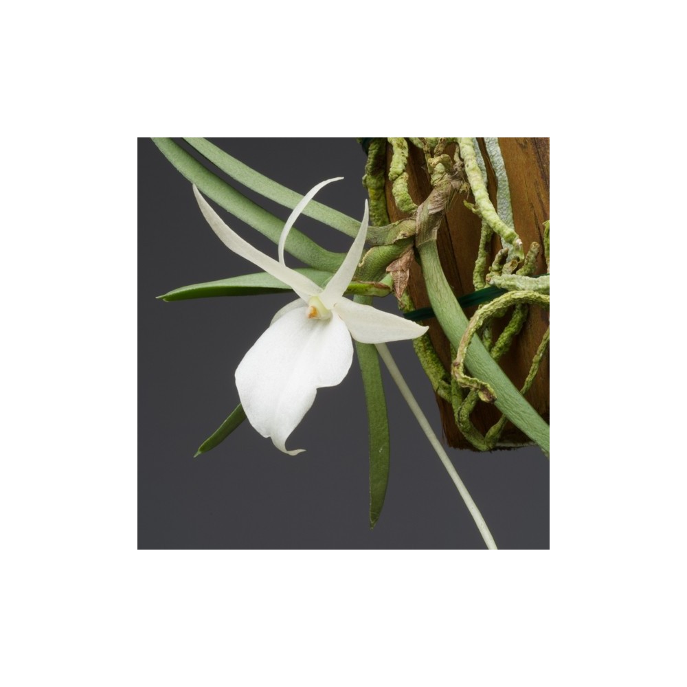 Angraecum rutenbergianum x conchoglossum