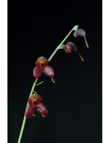 Masdevallia dimorphotricha 2