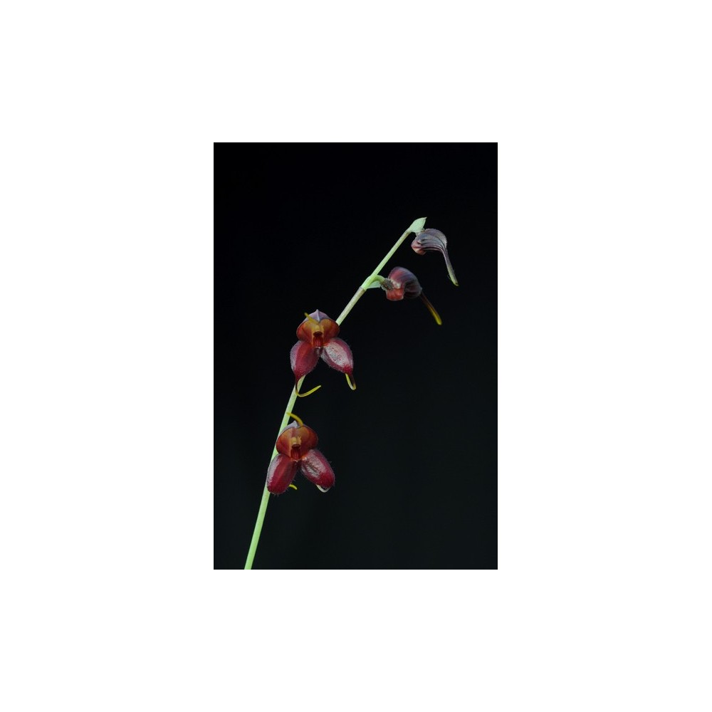 Masdevallia dimorphotricha