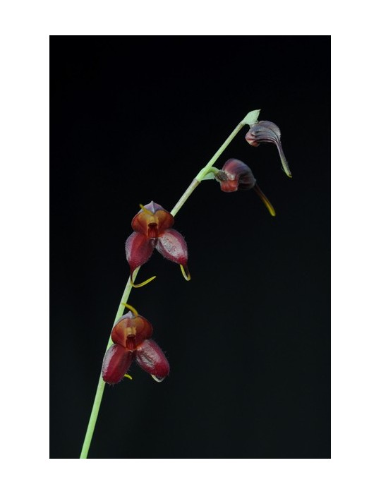 Masdevallia dimorphotricha