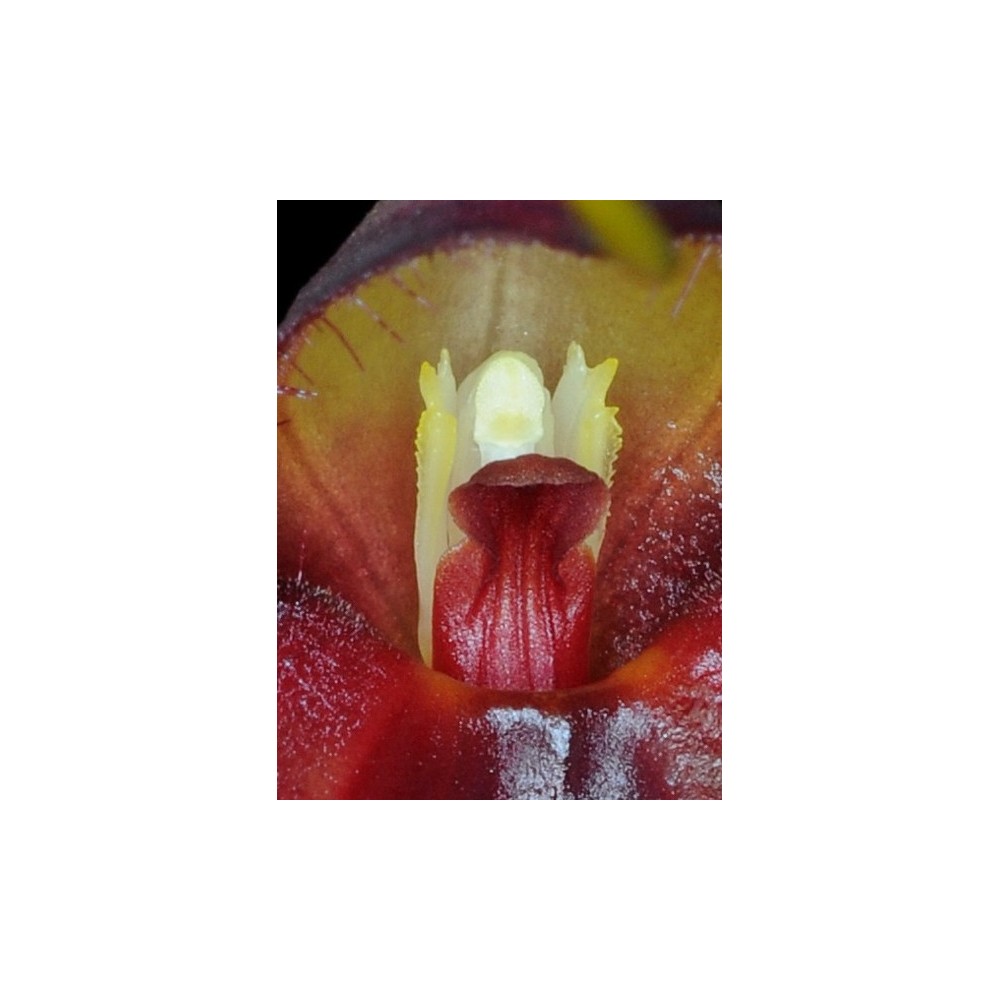 Masdevallia dimorphotricha