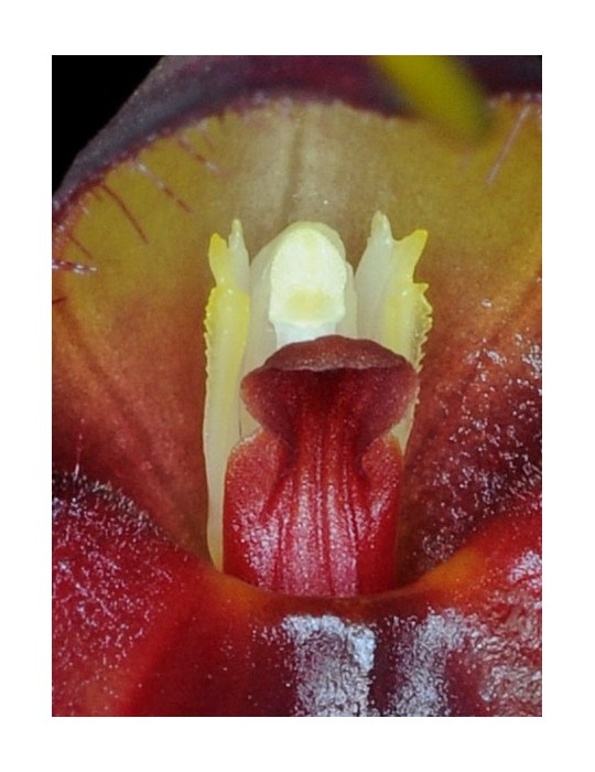Masdevallia dimorphotricha