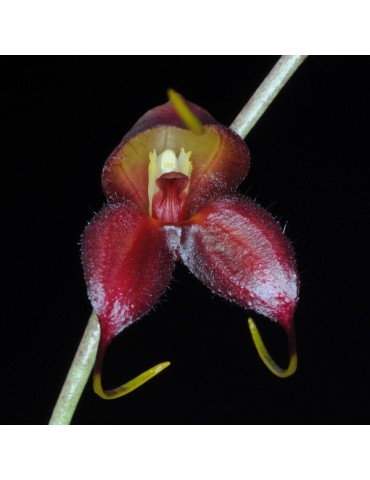 Masdevallia dimorphotricha en sphaigne