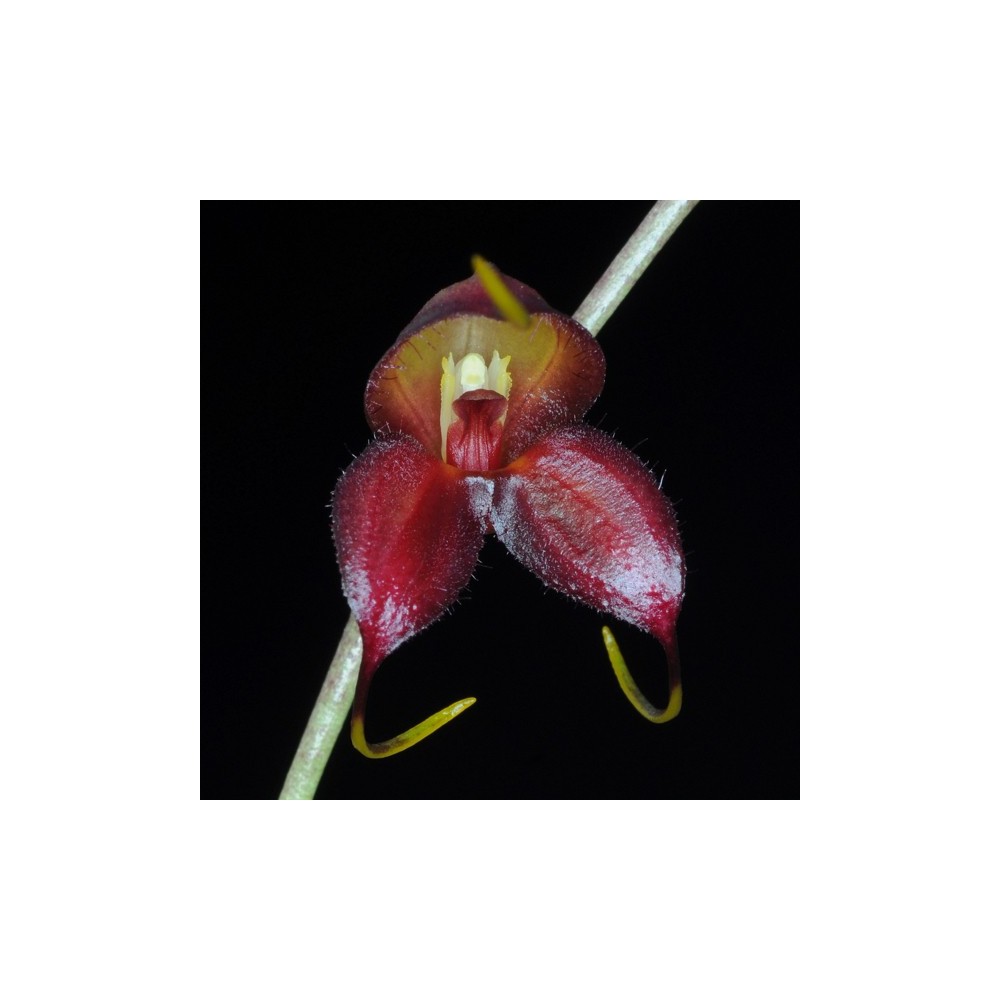 Masdevallia dimorphotricha Masdevallia dimorphotricha