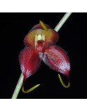 Masdevallia dimorphotricha