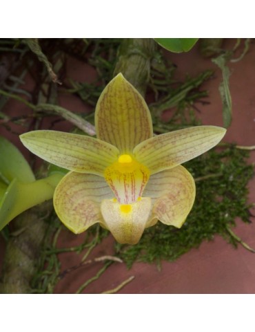 Bulbophyllum orectopetalum