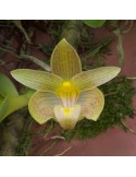 Bulbophyllum orectopetalum