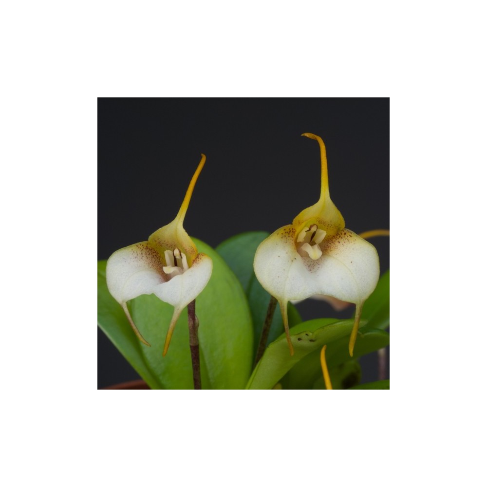 Masdevallia floribunda