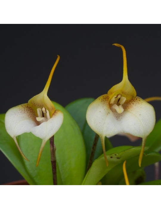 Masdevallia floribunda