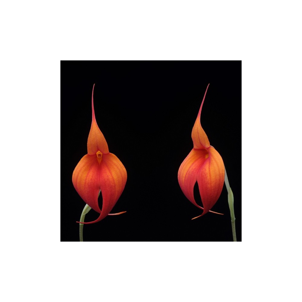 Masdevallia Falcata