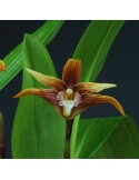 Maxillaria striata