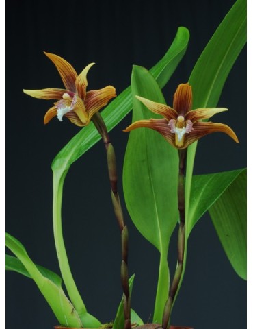 Maxillaria striata 2