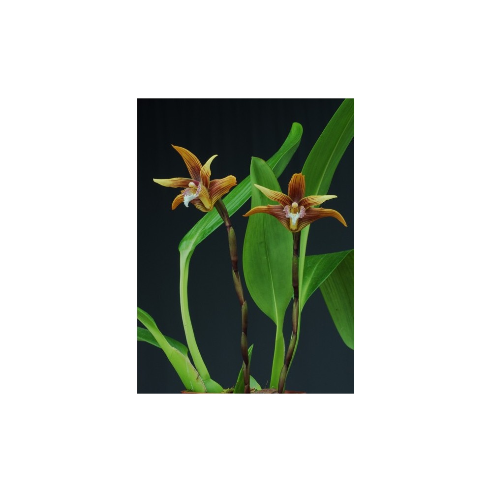 Maxillaria striata