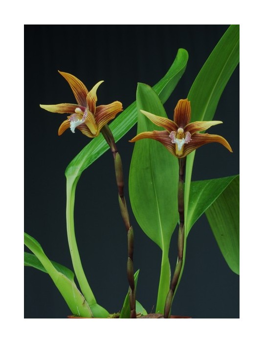 Maxillaria striata