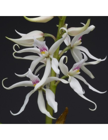 Prosthechea fausta