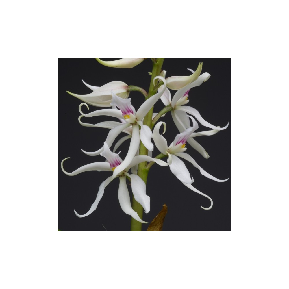 Prosthechea fausta