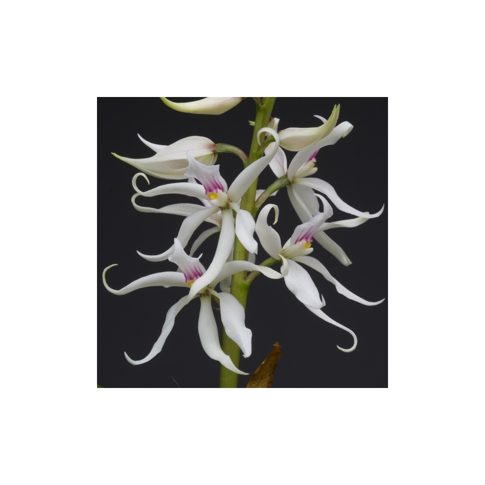 Prosthechea fausta