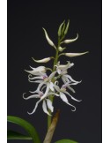 Prosthechea fausta