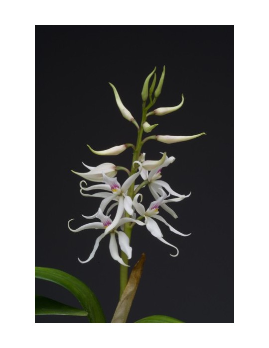 Prosthechea fausta