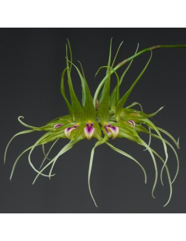 Bulbophyllum virescens