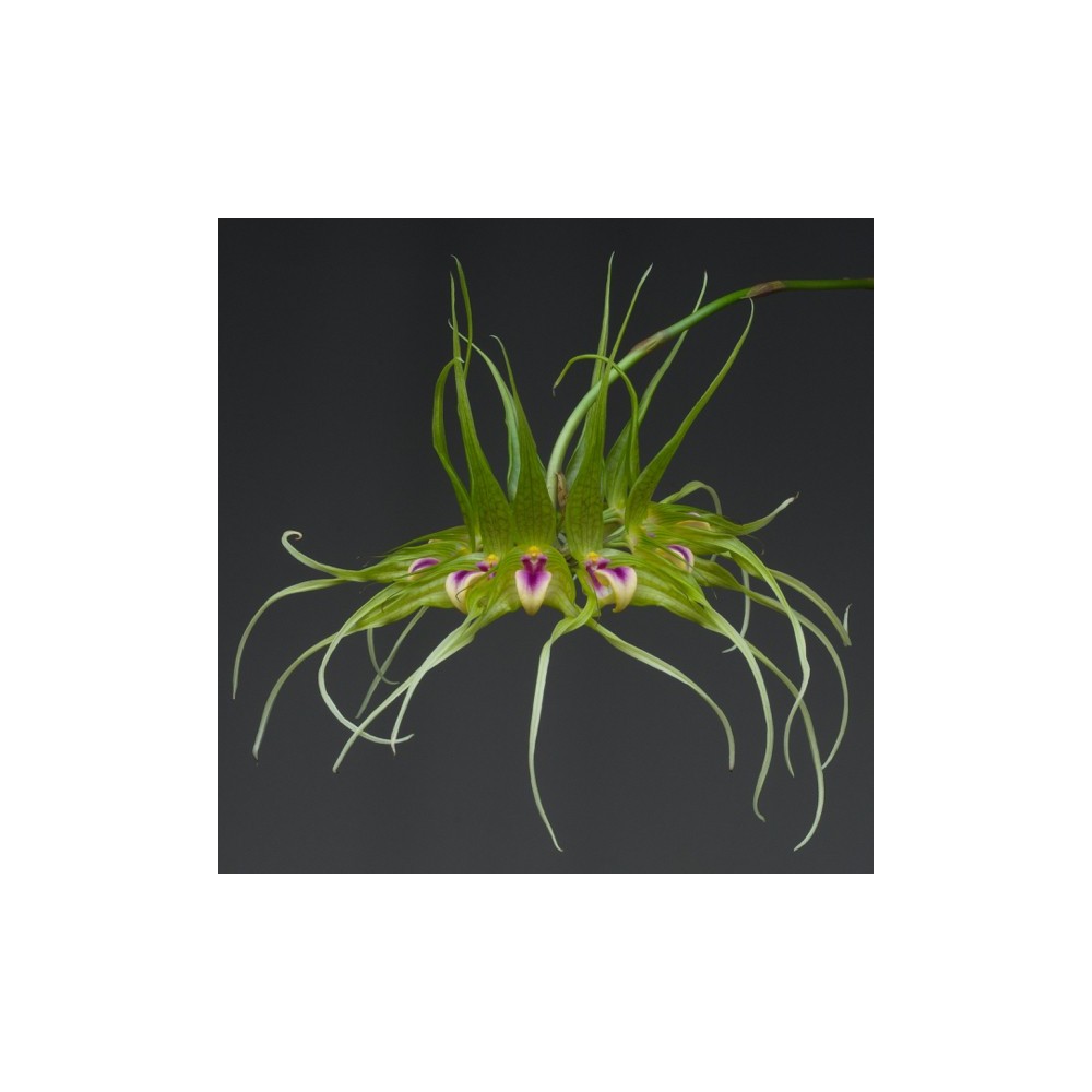 Bulbophyllum virescens