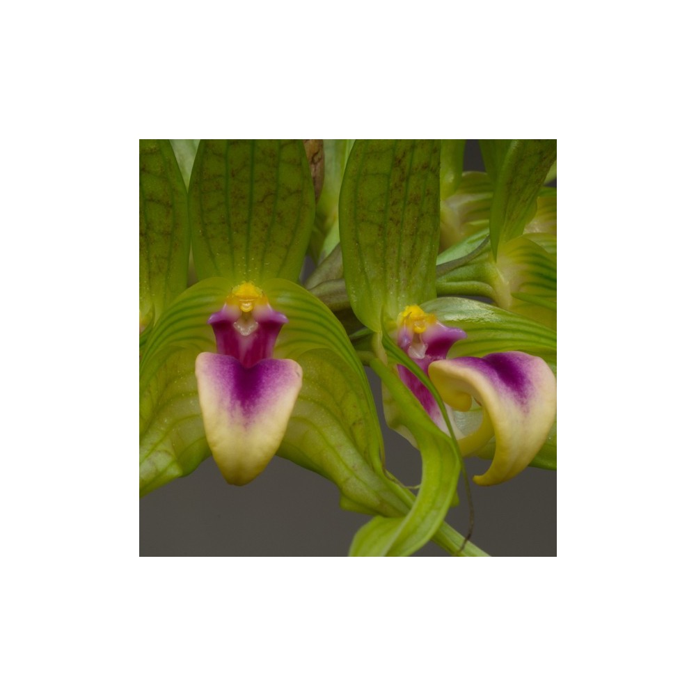 Bulbophyllum virescens