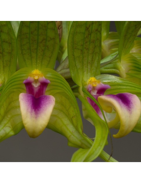 Bulbophyllum virescens