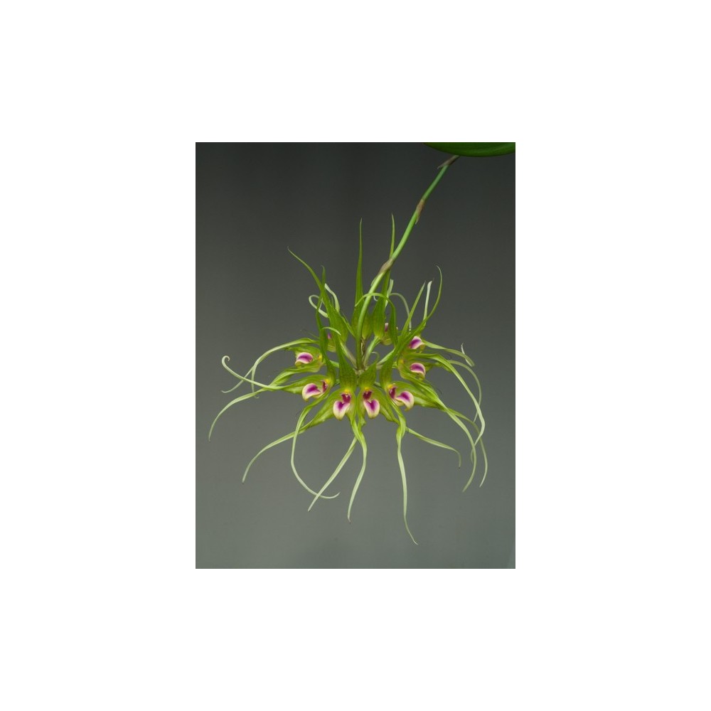 Bulbophyllum virescens