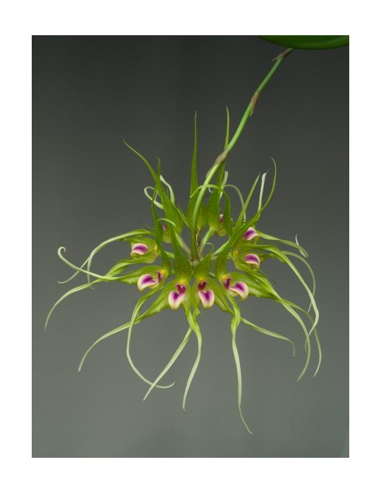 Bulbophyllum virescens