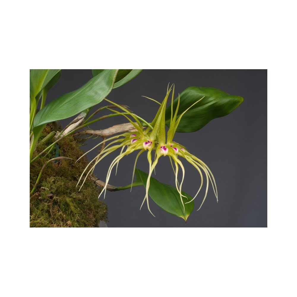 Bulbophyllum virescens