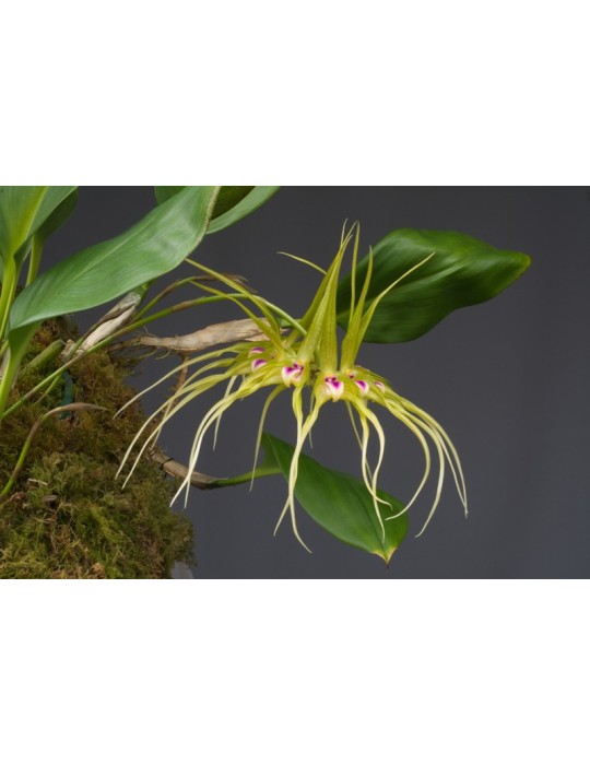 Bulbophyllum virescens