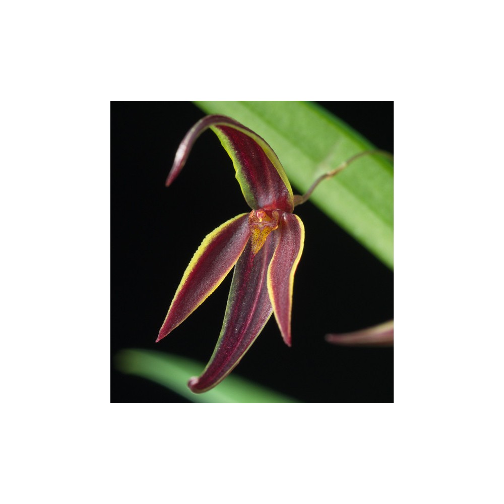 Pleurothallis allenii