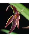 Pleurothallis allenii en sphaigne