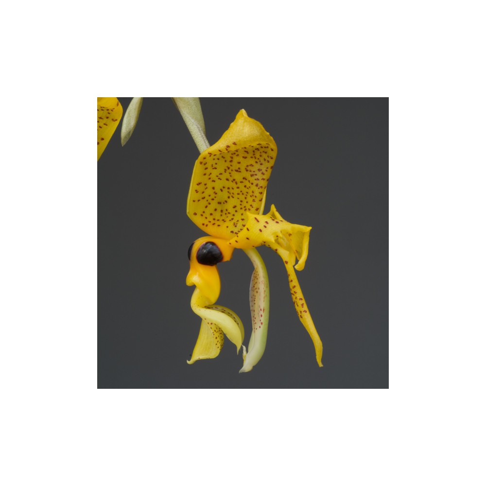 Stanhopea greerii