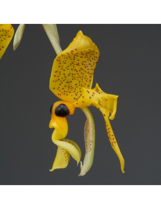 Stanhopea greerii