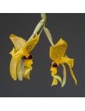 Stanhopea greerii