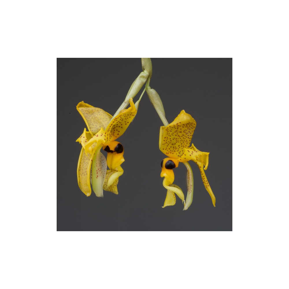 Stanhopea embreei  Stanhopea-greeri