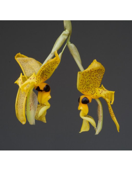 Stanhopea greerii